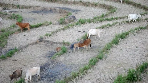 Herd of cows grazing on rice terraces in Asia, cow eating grass Video stock 260552236