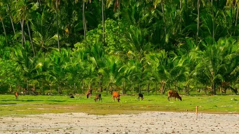 Herd of cows grazing by river against coconut palm plantation.  Sri Lanka Stock Footage 73775254