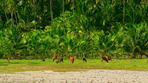 Herd of cows grazing by river against coconut palm plantation.  Sri Lanka Stock Footage 73775405