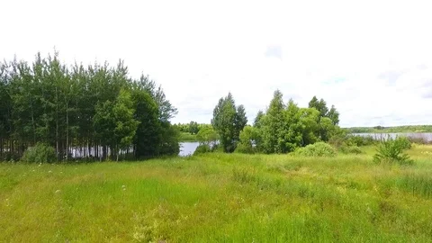The herd of cows grazing on the river bank. Aerial view. Stock Footage 103961344