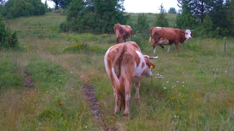Herd of cows grazing in a rural green meadow Stock Footage 323266512