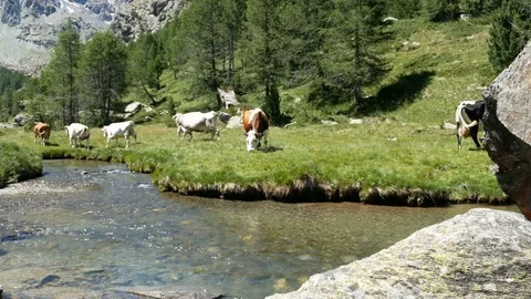 Herd of cows grazing on the shore of a river. 스톡 동영상 79646733