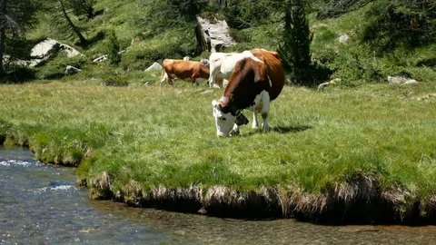 Herd of cows grazing on the shore of a river. Stock Footage 79646835
