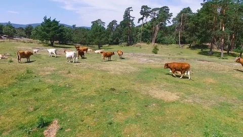Herd of cows grazing in Spain, at dron's sight. Stock Footage 119788469