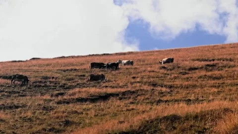 Herd of cows grazing on a steep mountain pasture Stock Footage 341477035