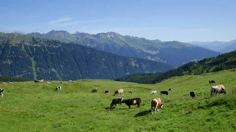 Herd of cows grazing on summer alpine pasture Stock Footage