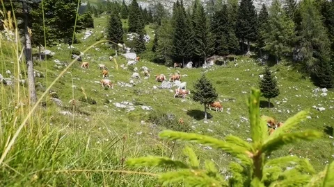 Herd Of Cows Grazing On Summer Mountain Pasture Stock Footage 111918217