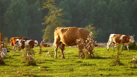 A herd of cows grazing in the summer sunset. Stock Footage 83558738