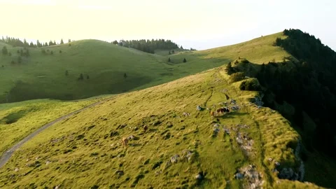 Herd of Cows Grazing at The Top Of The Alps, Big Pasture Plateau Mountain. Stockbeeldmateriaal 224838352