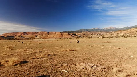 Herd of cows grazing in Utah, United States Video stock 93857906