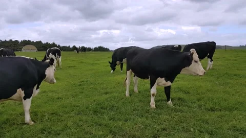 A herd of cows grazing on a vast empty field of grass. Stock Footage 133154831