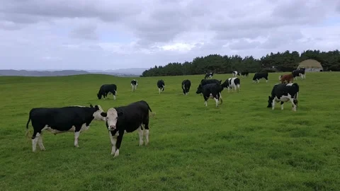 A herd of cows grazing on a vast empty field of grass. Stock Footage 133154906