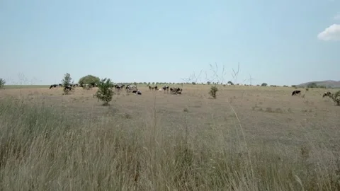 Herd of Cows Grazing on a Vast Grassland Stock Footage 282929416