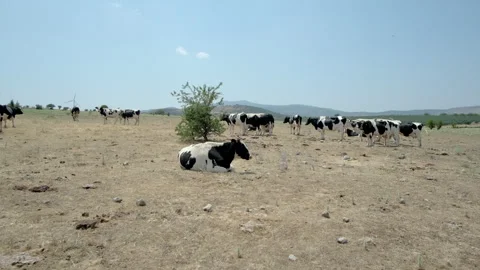 Herd of Cows Grazing on Vast Plain Stock Footage 282929803