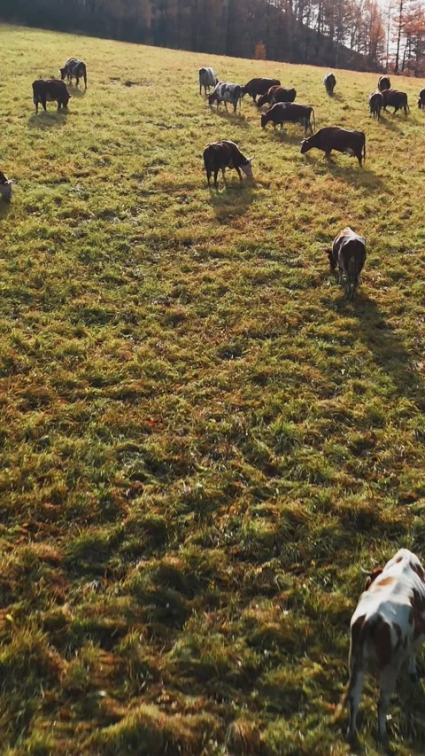 Herd of cows grazing on a vibrant green pasture during autumn in a serene Video stock 308951753