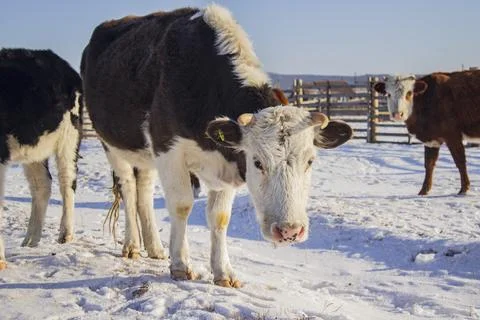 Herd of cows grazing in winter field Foto stock