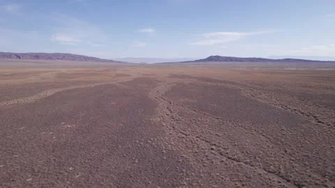 A herd of cows grazing in the yellow steppe Video stock 250469724