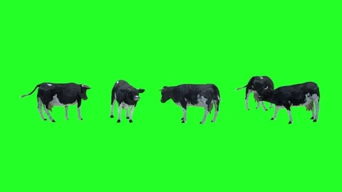 A herd of cows on a green background, 3D render Stock Footage 76795103