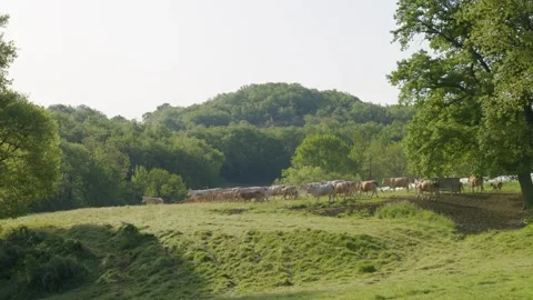 A herd of cows in a green field at daybreak, in the Gers, France Video stock 344135291