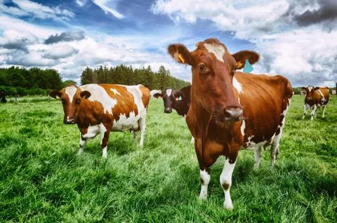 Herd of cows at green field Stock Photos