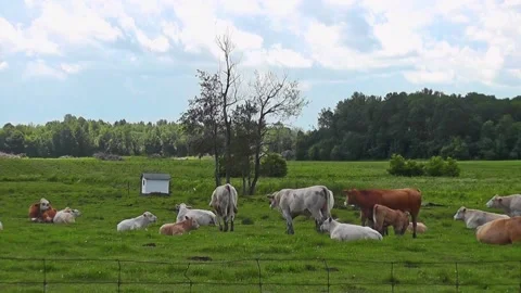 Herd of cows in a green field in summer with a blue sky and white clouds Video stock 166331089