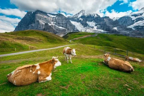 Herd of cows on the green fields, Bernese Oberland, Switzerland Foto stock