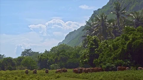 A herd of cows on a green lawn Stock Footage 76892037