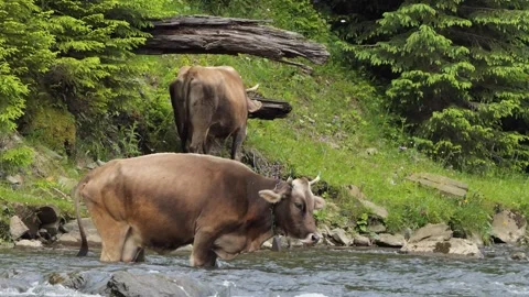 Herd of cows in green meadow next to river. An unmanned plein-air of river and Stock Footage 248059115