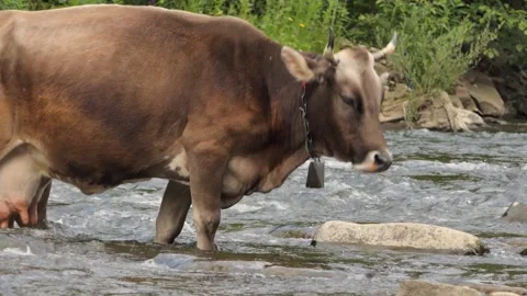 Herd of cows in green meadow next to river. An unmanned plein-air of river and Stock Footage 248696218