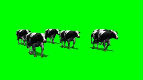 Herd cows - green screen 6 Stock Footage 44478284