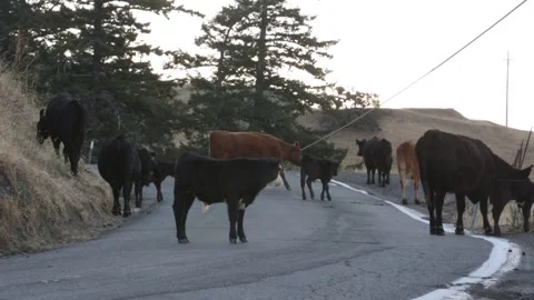 A Herd of COWS Hanging Out on a MOUNTAINSIDE Road, (HD 24p) Stock Footage 272172570