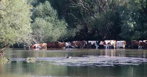 Herd of cows hanging out by a rivers coastline Stock Footage 139406283