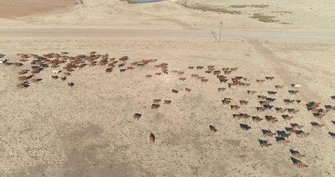 Herd of cows heading in the same direction in dry farm land aerial shot Stock Footage 93824289