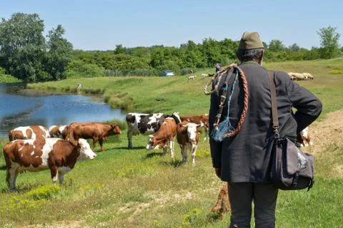 Herd of cows with a herdsman Stock Photos