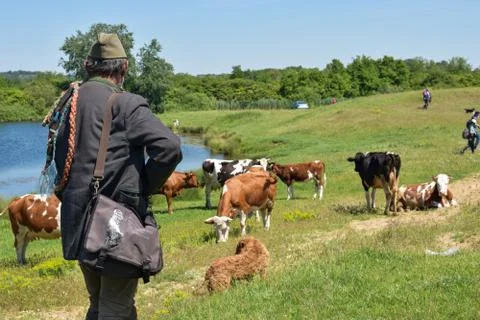 Herd of cows with a herdsman Stock Photos