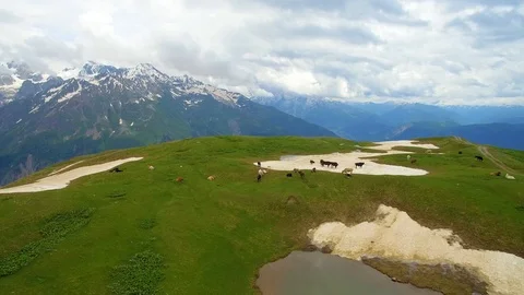 Herd of cows in high mountain valley among mountains drone view 스톡 동영상 94771344