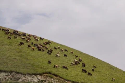 Herd of Cows in Highlands Stock Photos