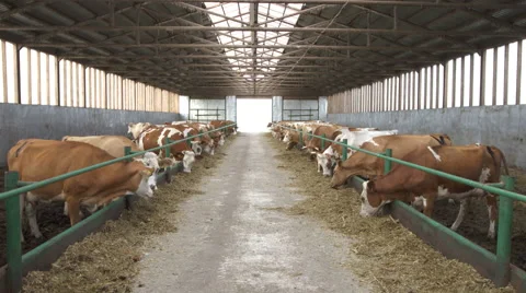 Herd of cows in the interior of farm 動画素材 54030301
