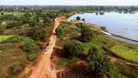 Herd of cows by a lake Stock Footage 80789296