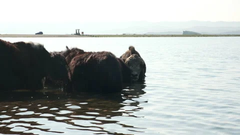 Herd of cows in the lake Stock Footage 238791755