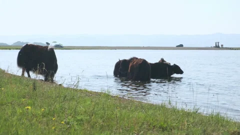 Herd of cows in the lake Stock Footage 238791779