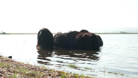 Herd of cows in the lake Stock Footage 238792425