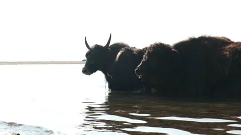 Herd of cows in the lake Stock Footage 238792713