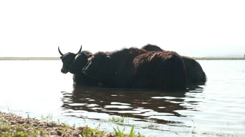 Herd of cows in the lake Stock Footage 238792782