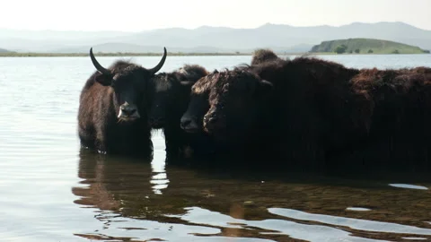 Herd of cows in the lake Stock Footage 238793208