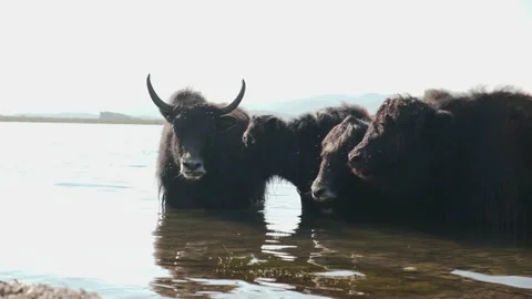 Herd of cows in the lake Stock Footage 238793319