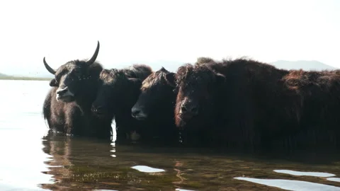 Herd of cows in the lake Stock Footage 238793362