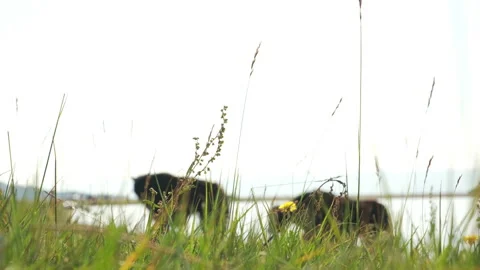 Herd of cows in the lake Stock Footage 238793417