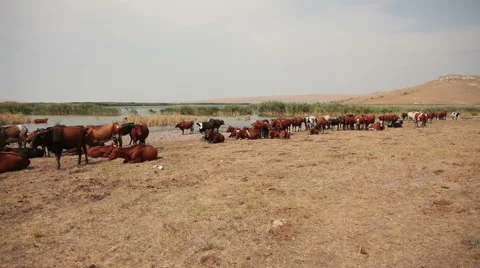 Herd of cows on the lakeside. Stock Footage 41099561