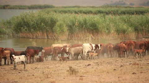 Herd of cows on the lakeside. Stock Footage 41100412